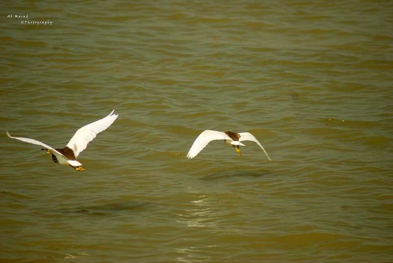 Birds in Astagram Kishorganj